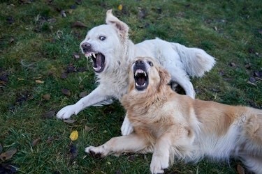 What Most Dog Bite Victims Don't Know About Their Rights