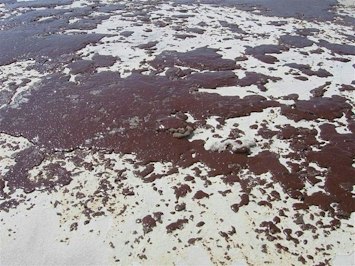 Amplify Energy Agrees to $50M California Spill Settlement - Insurance Claims News Article