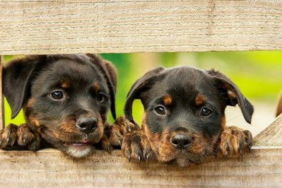 Ohio Court Reopens Dog Bite Claim, Questions Homeowners’ Insurance Policy Exclusion Clarity - Insurance Claims News Article