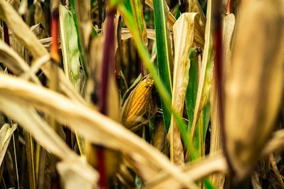 Missouri Farmer Featured on Reality TV Show Pleads Guilty to Multi-Million-Dollar Crop Insurance Fraud - Insurance Claims News Article