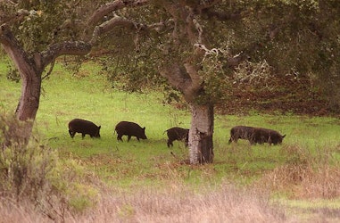 What’s a ‘Feral Swine Bomb’? Don’t Worry, It’s Just Another Distraction From the Risks You Should Be Concerned About - Insurance Claims News Article
