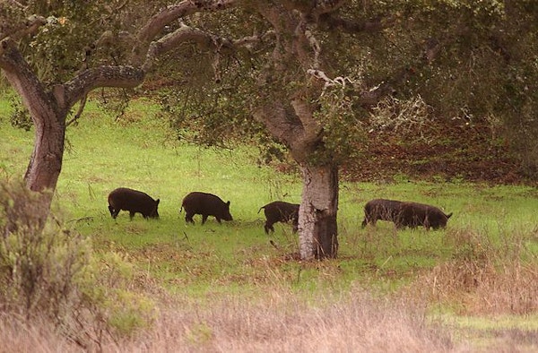 What’s a ‘Feral Swine Bomb’? Don’t Worry, It’s Just Another Distraction From the Risks You Should Be Concerned About