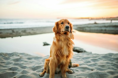 What Golden Retrievers Are Teaching Us About Wildfire Smoke Exposure - Insurance Claims News Article
