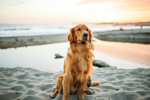 What Golden Retrievers Are Teaching Us About Wildfire Smoke Exposure