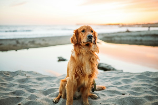 What Golden Retrievers Are Teaching Us About Wildfire Smoke Exposure