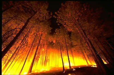 California Wildfire Devastates Communities and Strains Insurance Market - Insurance Claims News Article