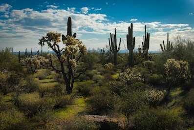 Arizona Wildfire Consumes Multiple Homes - Insurance Claims News Article