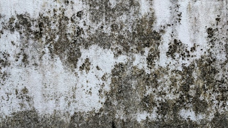 Mold, Disabilities, and the Fair Housing Act: Legal Risks for Landlords and Insurers - Insurance Claims News Article