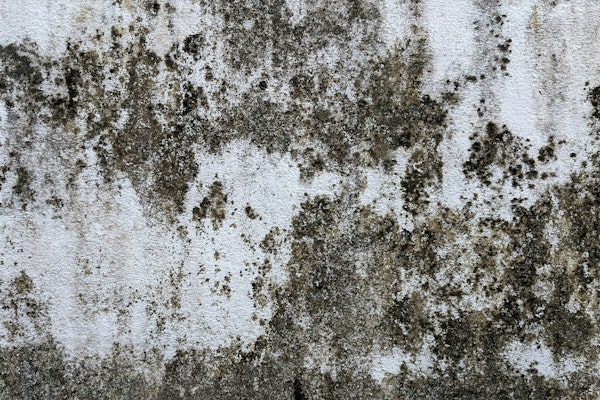 Mold, Disabilities, and the Fair Housing Act: Legal Risks for Landlords and Insurers