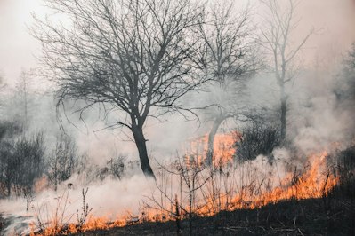 Tennessee Wildfires Contained, 300 Structures Damaged - Insurance Claims News Article