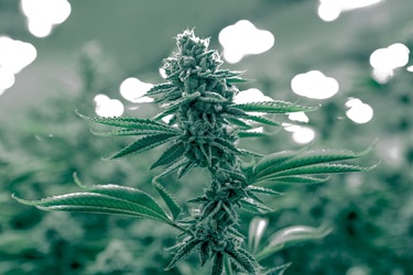 Don’t Slip And Fall: Product Liability Coverage For The Cannabis Sector - Insurance Claims News Article