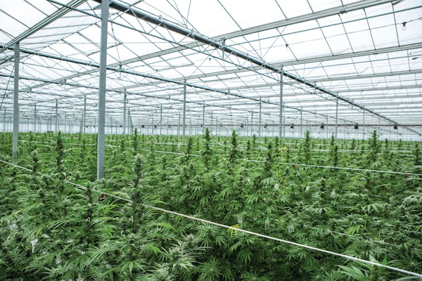 Understanding Local Pricing Is Crucial For Cannabis Claims