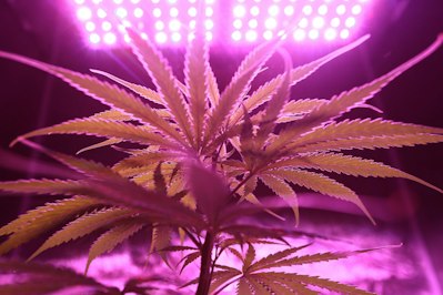 What Marijuana’s Schedule III Shift Means for Cannabis Insurance - Insurance Claims News Article
