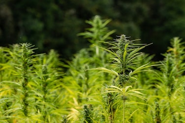 California Cannabis Farmers Refuse To Evacuate As Fire Encroaches - Insurance Claims News Article
