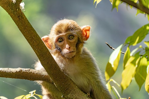 Lab Monkeys Escape After Mississippi Crash Raises Biohazard Concerns