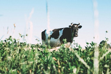 Florida Health Officials Urge Caution After Raw Milk Sickens Over 20 People - Insurance Claims News Article