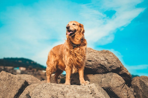 ManyPets Deploys AI for End-to-End Claims Automation in Pet Insurance