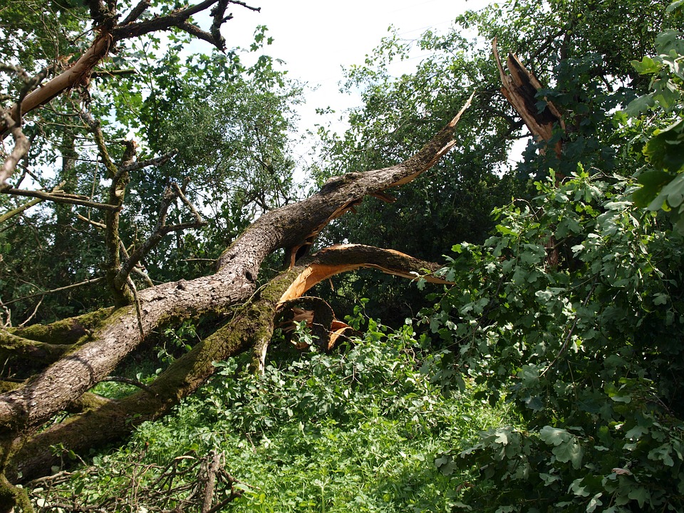 Tree Service Owner Charged with Insurance Fraud, Denial of Workers’ Comp Benefits - Insurance Claims News Article