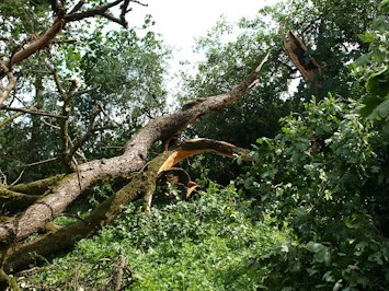 Damaging Storms Sweep Across the Heartland, Leaving Destruction and Power Outages - Insurance Claims News Article
