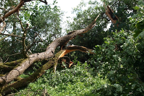 Damaging Storms Sweep Across the Heartland, Leaving Destruction and Power Outages