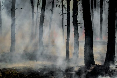 Economic Fallout from Los Angeles Wildfires Could Reach $164 Billion, UCLA Forecasts - Insurance Claims News Article