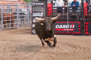 Bull Jumps Fence at Oregon Rodeo, Injuring Three (KOIN)