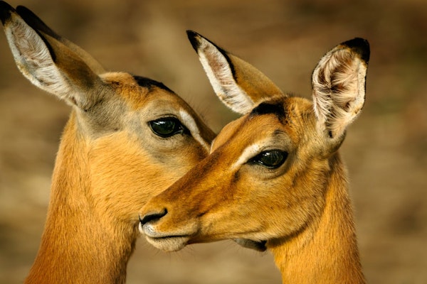 Confronting The Deer In The Headlights