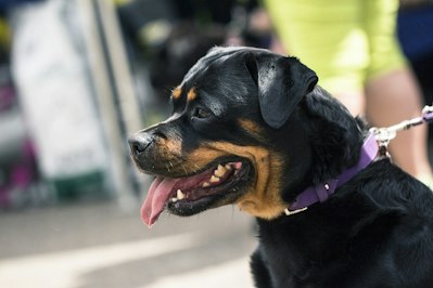 Dog Bite Claims on the Rise as Insurers Tighten Homeowners Coverage - Insurance Claims News Article