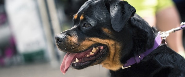 Average Dog-Bite Insurance Claim Now Tops $50,000 (Investopedia)