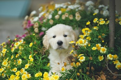 North American Pet Health Insurance Market Sees Robust Growth, According to NAPHIA 2024 Report - Insurance Claims News Article