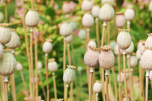 Four Companies Face California Trial Over Claims They Fueled Opioid Epidemic