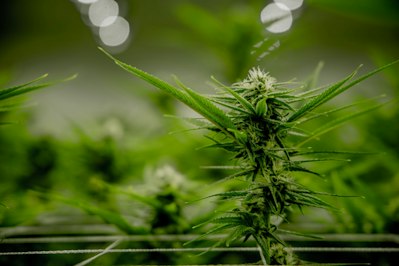 If the Federal Government Ever Gets Around to Legalizing Cannabis, Here Are the Insurance Implications - Insurance Claims News Article