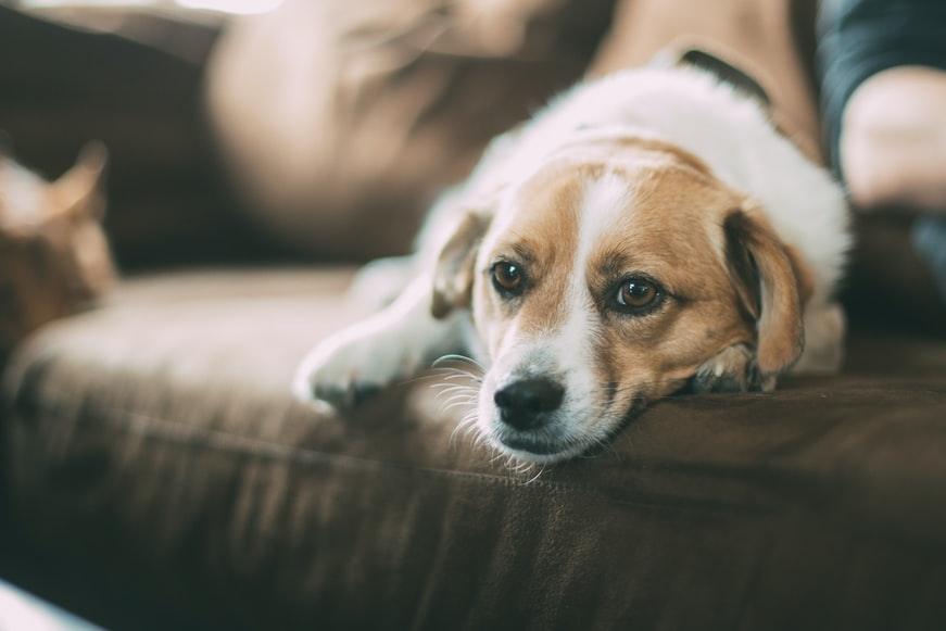 Rhode Island Sets New Standards for Pet Insurance Policies and Sales Practices