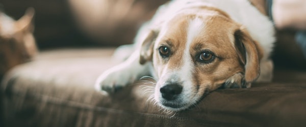 Dog-Related Injury Claims Nearly $900M In 2021 (Insurance Information Institute)