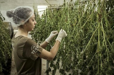 Cannabis Facility Worker’s Asthma Death Leads to Wrongful Death Lawsuit - Insurance Claims News Article