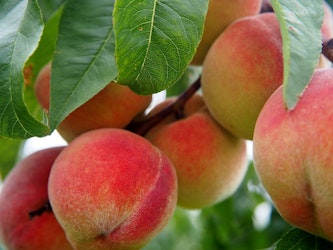Peach Recall Expanding Over Possible Salmonella Contamination After 78 Sickened In 12 States (CNN)