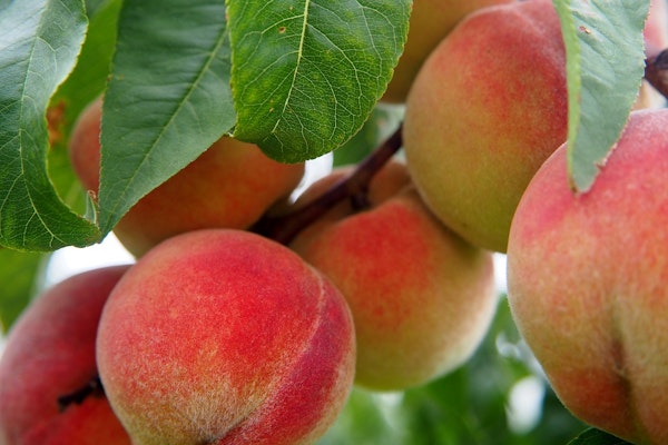 Peach Recall Expanding Over Possible Salmonella Contamination After 78 Sickened In 12 States