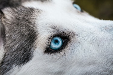 Arctic Wolf Predicts Surge in Cyber Threats for 2024 - Insurance Claims News Article