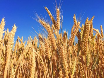 Kentucky Farmer Admits to Multi-Year Crop Insurance Fraud Using Family Names - Insurance Claims News Article