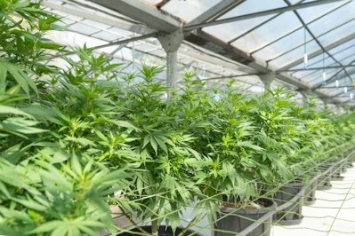 Canopius Group Expands Cannabis Insurance Products to Include Transportation Coverage - Insurance Claims News Article