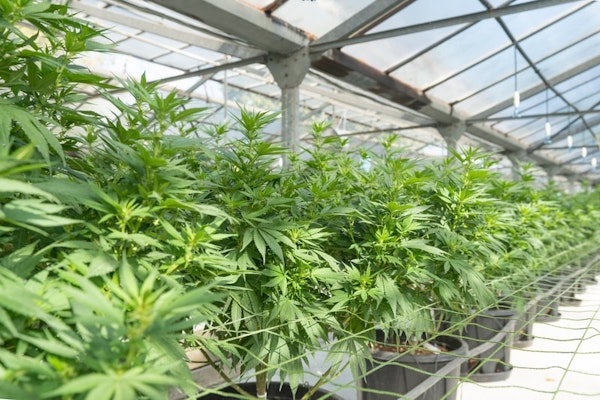 Impact of Federal Marijuana Reclassification on Liability Insurance Coverage