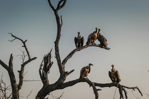 Court Upholds Insurer’s Denial of Vulture-Related Roof Damage Claim Under Infestation Exclusion