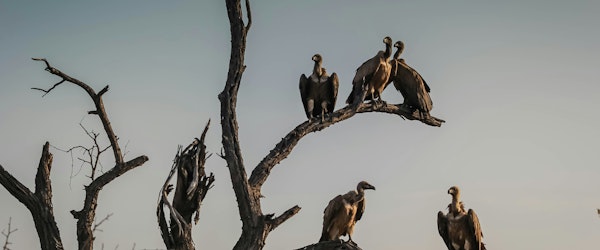 Court Upholds Insurer’s Denial of Vulture-Related Roof Damage Claim Under Infestation Exclusion (Claims Journal)