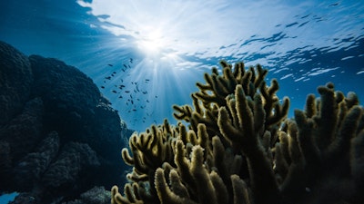 Nature Conservancy Adds $2M Insurance Coverage for Hawaii’s Coral Reefs - Insurance Claims News Article