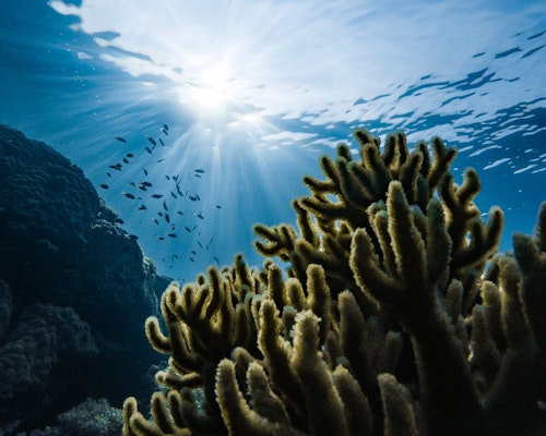 Nature Conservancy Adds $2M Insurance Coverage for Hawaii’s Coral Reefs