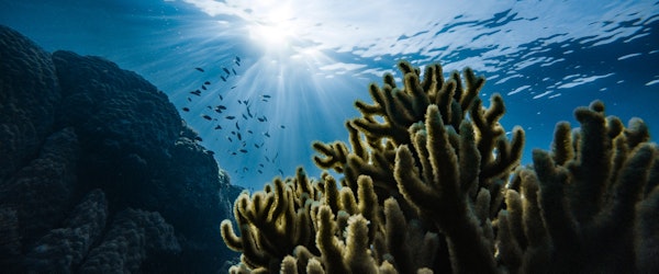 Nature Conservancy Adds $2M Insurance Coverage for Hawaii’s Coral Reefs (Live Insurance News)