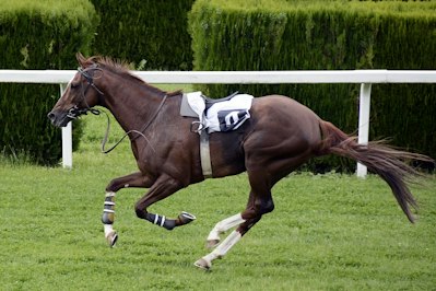 Transport Trailer Crash On New Jersey Turnpike Was Deadly For Ten Racehorses - Insurance Claims News Article