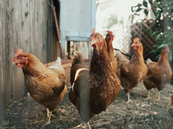 Cold Winter Linked to Pennsylvania Avian Influenza Surge - Insurance Claims News Article