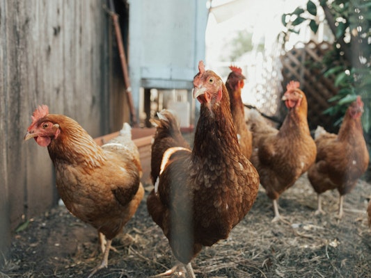Cold Winter Linked to Pennsylvania Avian Influenza Surge
