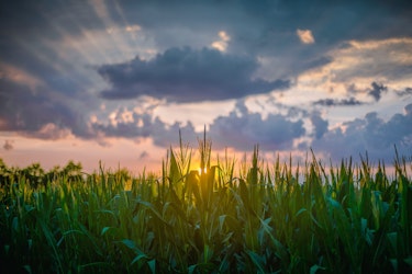 McBee Dynasty Patriarch Sentenced 24 Months, Owes $4M in Crop Insurance Fraud - Insurance Claims News Article